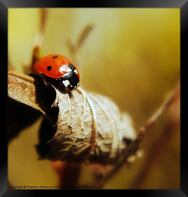 Resting ladybird. Framed Print by Rosanna Zavanaiu