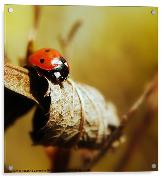 Resting ladybird. Acrylic by Rosanna Zavanaiu