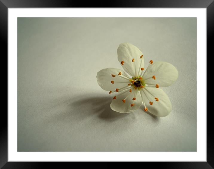 the beauty of simplicity Framed Mounted Print by Heather Newton