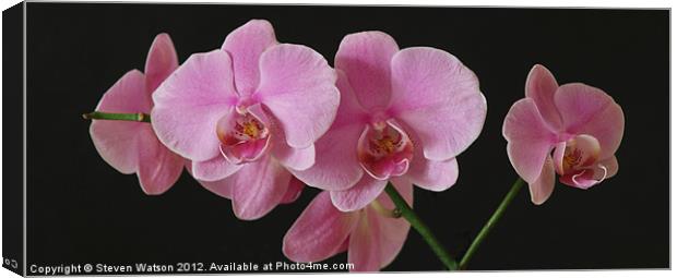 Orchid 2 Canvas Print by Steven Watson