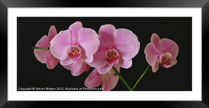 Orchid 2 Framed Mounted Print by Steven Watson
