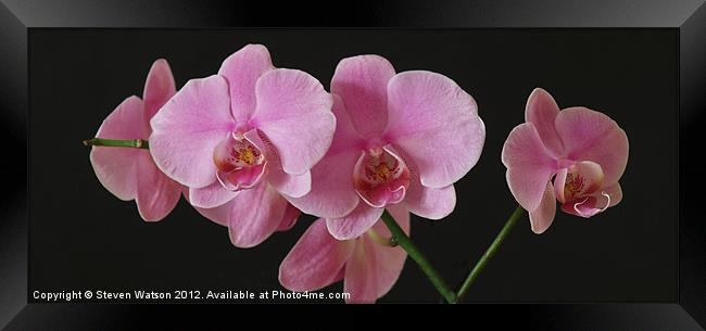 Orchid 2 Framed Print by Steven Watson