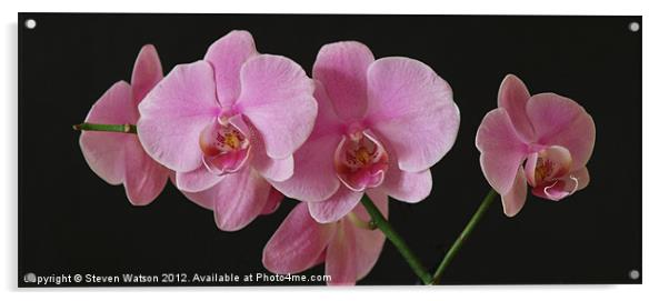 Orchid 2 Acrylic by Steven Watson