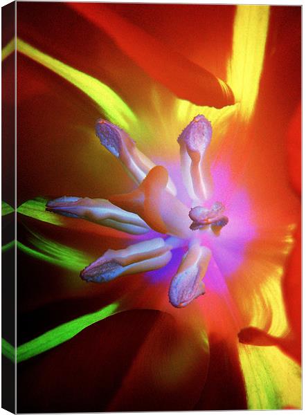 Truly Tulip Abstract Canvas Print by Louise Godwin