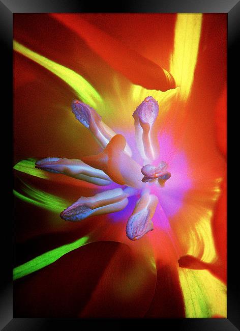 Truly Tulip Abstract Framed Print by Louise Godwin