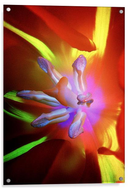 Truly Tulip Abstract Acrylic by Louise Godwin