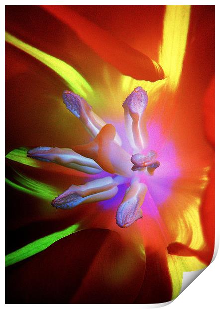 Truly Tulip Abstract Print by Louise Godwin