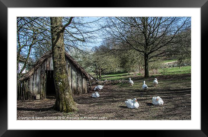 Farmyard Geese Framed Mounted Print by Dawn O'Connor