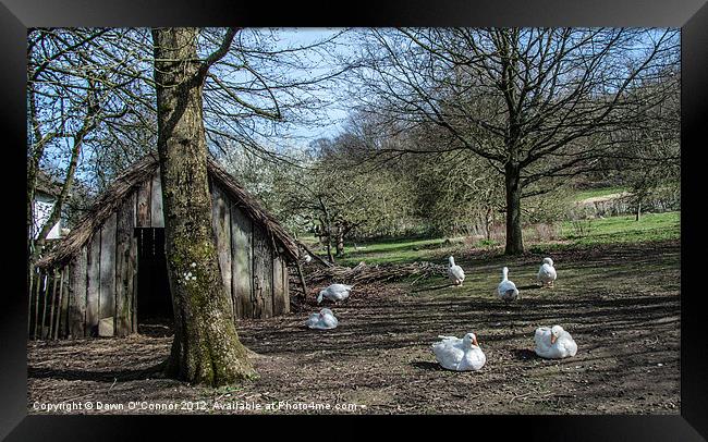 Farmyard Geese Framed Print by Dawn O'Connor
