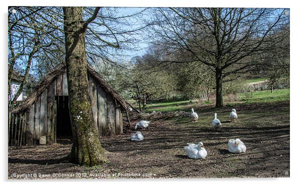 Farmyard Geese Acrylic by Dawn O'Connor