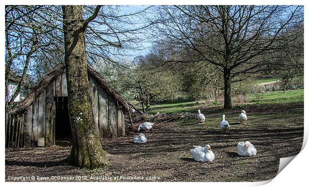 Farmyard Geese Print by Dawn O'Connor