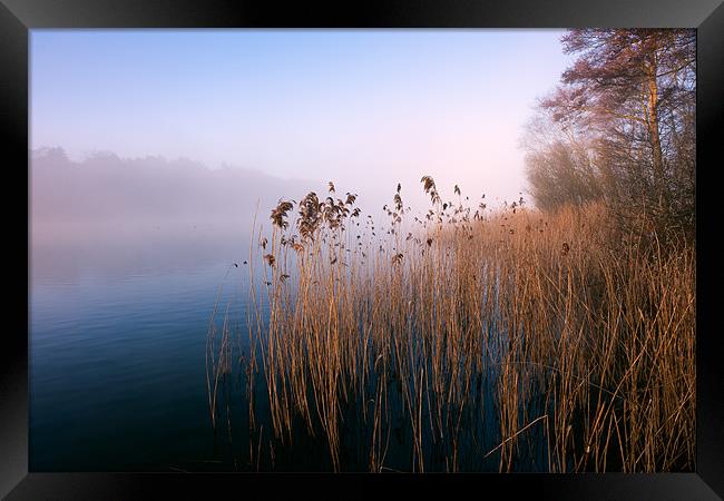 Reeds at Ormesby Little Broad Framed Print by Stephen Mole