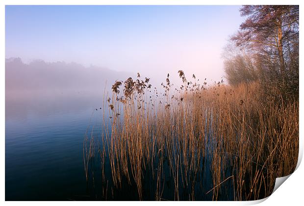 Reeds at Ormesby Little Broad Print by Stephen Mole
