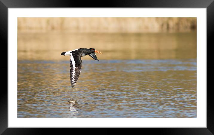 Oystercatcher Framed Mounted Print by Simon Wrigglesworth