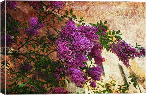  Spring Tuscany Lilac Flower Canvas Print by Elaine Manley