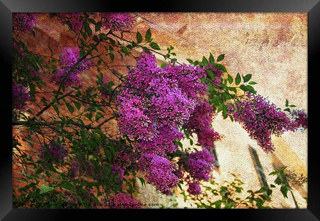 Spring Tuscany Lilac Flower Framed Print by Elaine Manley
