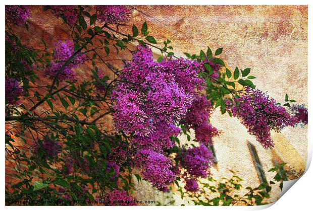  Spring Tuscany Lilac Flower Print by Elaine Manley