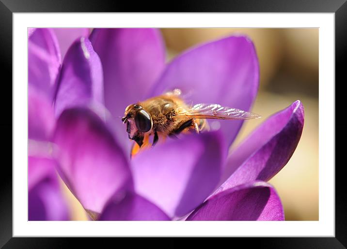 crocus with bee Framed Mounted Print by steve akerman