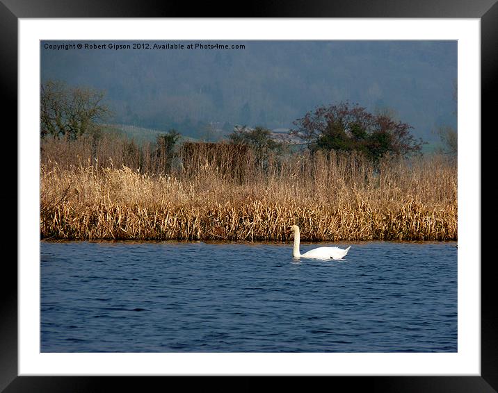 Swan on water Framed Mounted Print by Robert Gipson