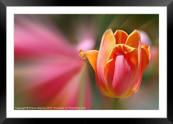  Spring Tulip Flower Framed Mounted Print by Elaine Manley