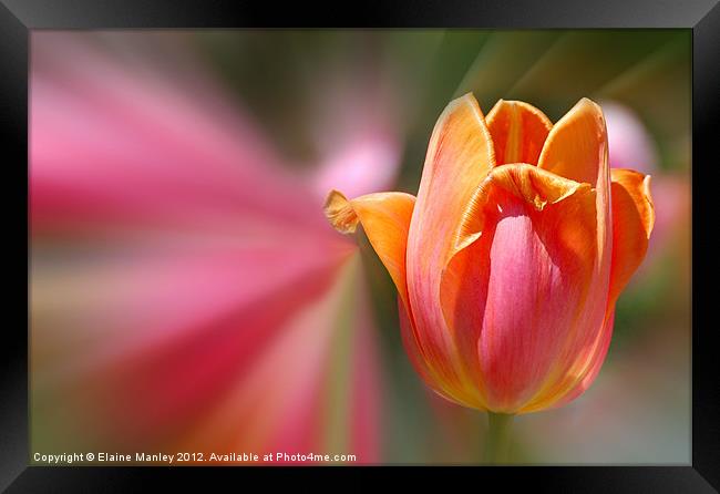  Spring Tulip Flower Framed Print by Elaine Manley