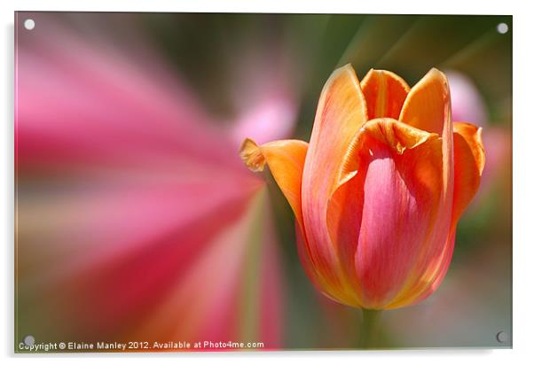  Spring Tulip Flower Acrylic by Elaine Manley