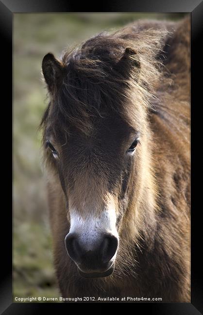 Wild Foal Framed Print by Darren Burroughs