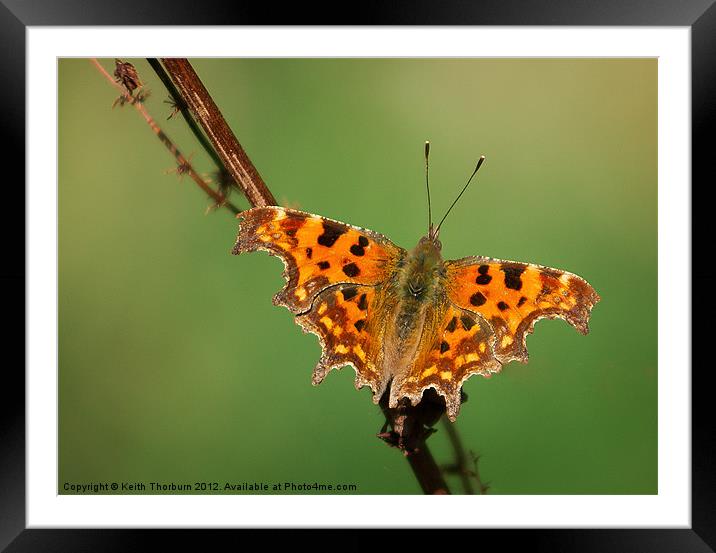 Comma Polygonia c-album Framed Mounted Print by Keith Thorburn EFIAP/b