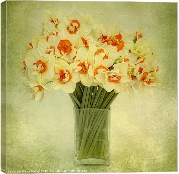 Daffodils in a Vase Canvas Print by Ann Garrett