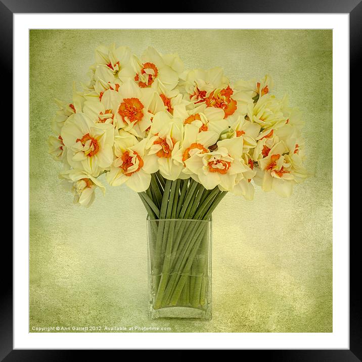 Daffodils in a Vase Framed Mounted Print by Ann Garrett
