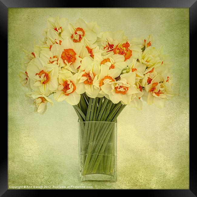 Daffodils in a Vase Framed Print by Ann Garrett