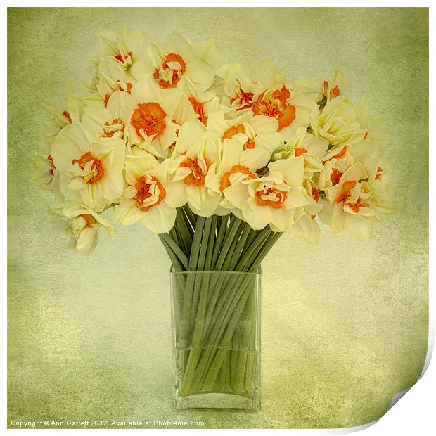 Daffodils in a Vase Print by Ann Garrett