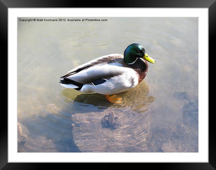 Duck vs Frog Framed Mounted Print by Matt Cochrane