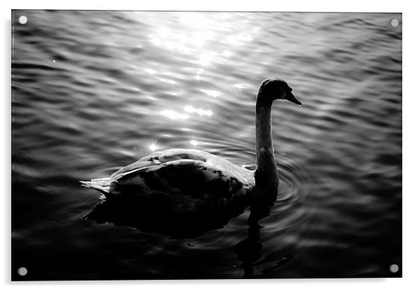 Black Swan Acrylic by Andy McKenna