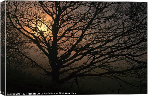 Tree in the Mist Canvas Print by Ray Pritchard