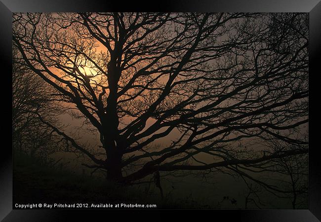 Tree in the Mist Framed Print by Ray Pritchard