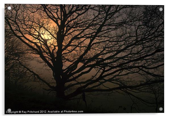 Tree in the Mist Acrylic by Ray Pritchard