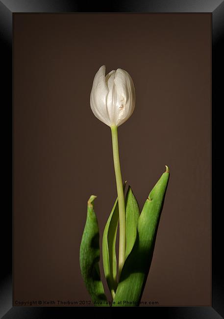 Tulip Framed Print by Keith Thorburn EFIAP/b