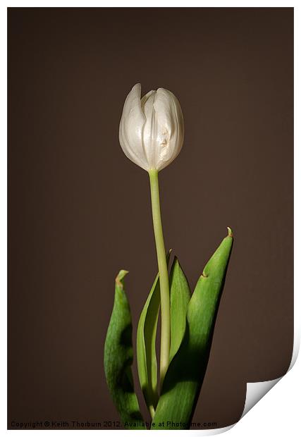 Tulip Print by Keith Thorburn EFIAP/b