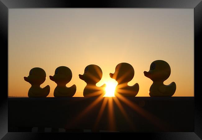 Duck Fun In The Sun! Framed Print by Sandi-Cockayne ADPS