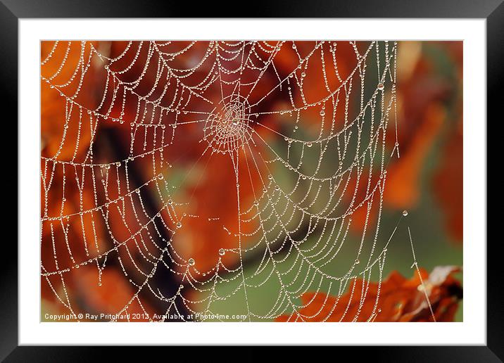 Dew Covered Web Framed Mounted Print by Ray Pritchard