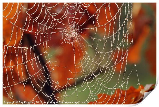 Dew Covered Web Print by Ray Pritchard