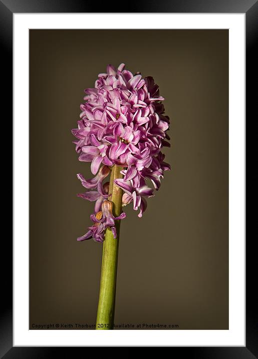 Lilac Framed Mounted Print by Keith Thorburn EFIAP/b