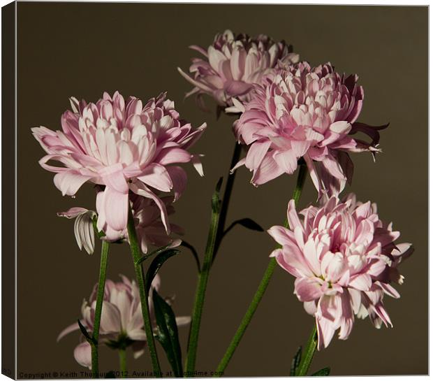 Mini Chrysanthemum Canvas Print by Keith Thorburn EFIAP/b