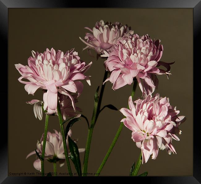 Mini Chrysanthemum Framed Print by Keith Thorburn EFIAP/b