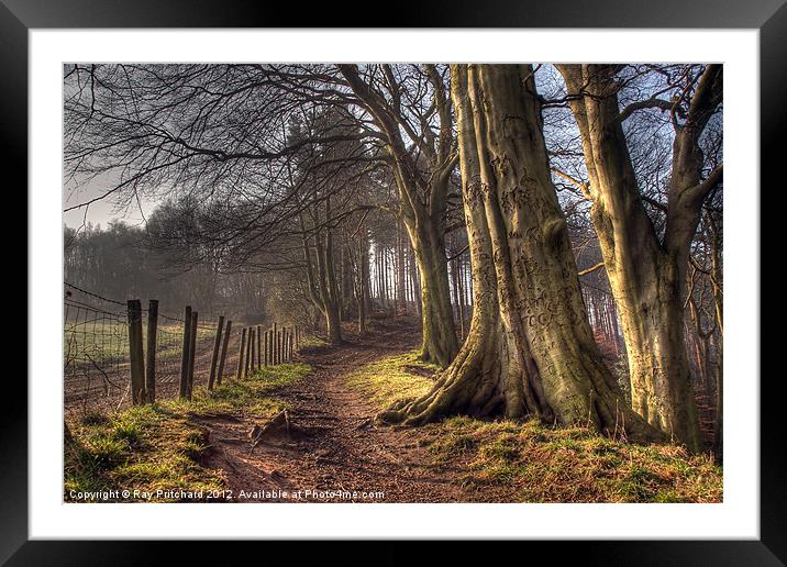 HDR of Trees in Ousbrough Wood Framed Mounted Print by Ray Pritchard