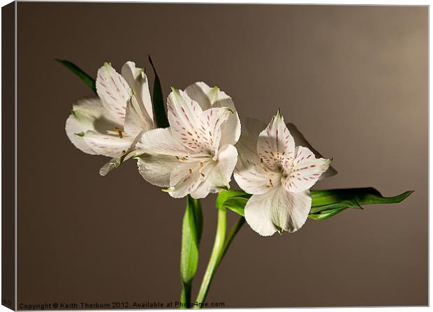 Peruvian Lily or Lily of the Incas Canvas Print by Keith Thorburn EFIAP/b