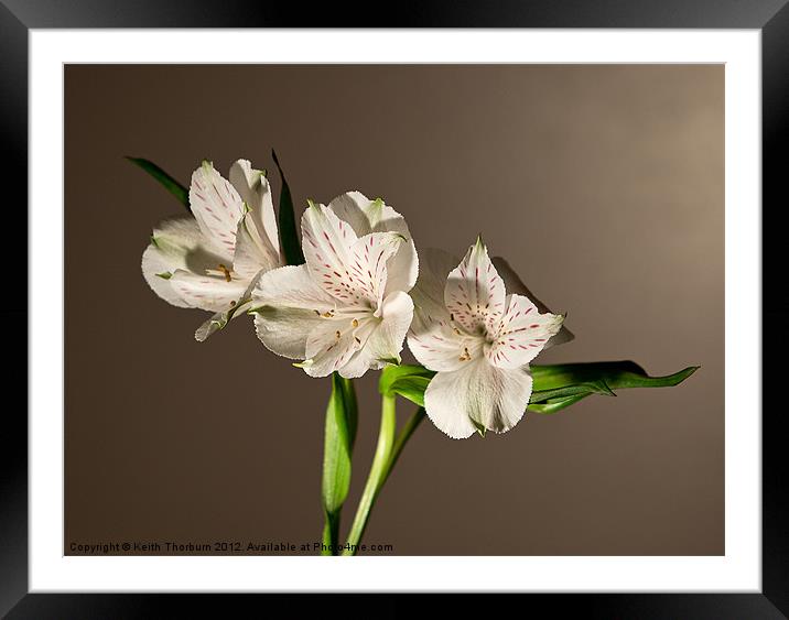 Peruvian Lily or Lily of the Incas Framed Mounted Print by Keith Thorburn EFIAP/b