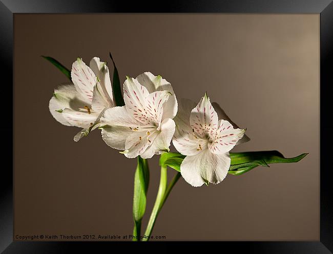 Peruvian Lily or Lily of the Incas Framed Print by Keith Thorburn EFIAP/b