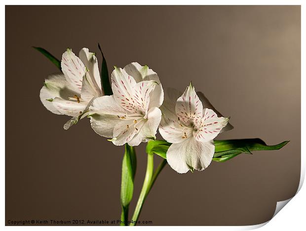 Peruvian Lily or Lily of the Incas Print by Keith Thorburn EFIAP/b